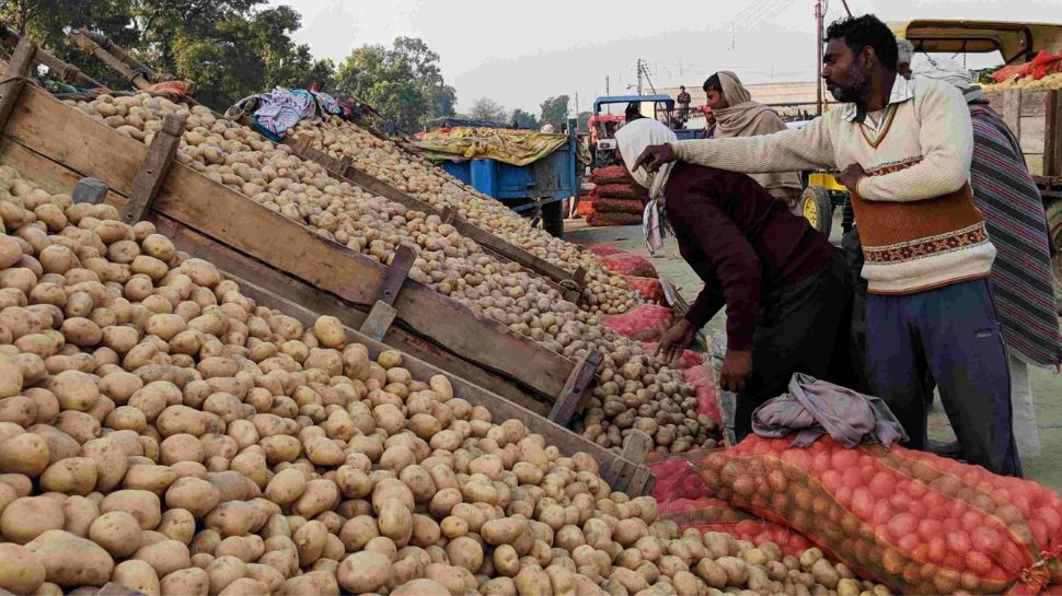 Potato Price Crashed in UP Farmers gets low rate of potatoes crop in