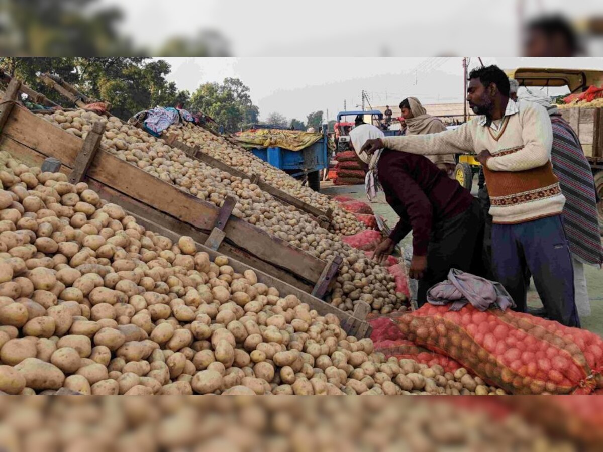 Farrukhabad: आलू की बंपर पैदावार ने तोड़ी किसानों की कमर, सरकार के तय दामों से भी कम में मंडी में बिक रहा