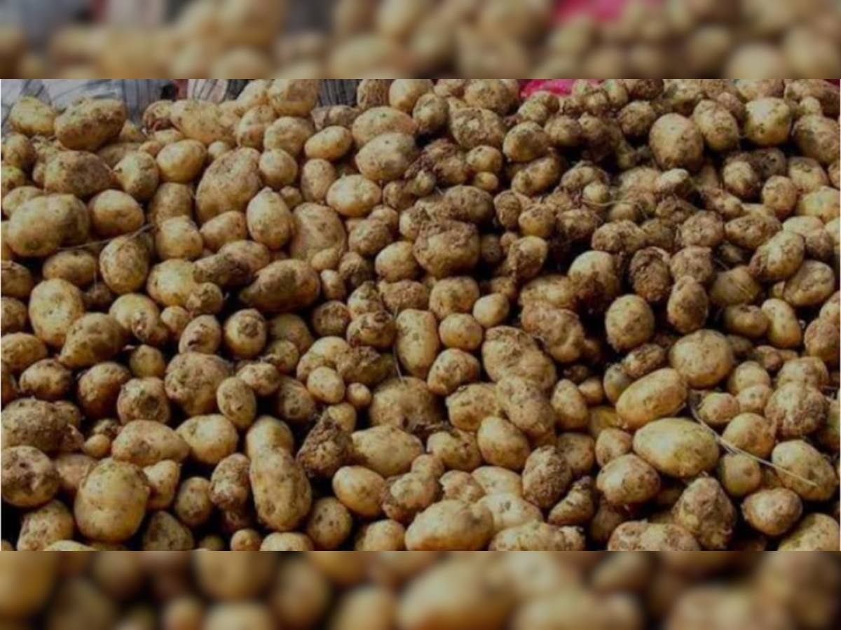Potato Cultivation: यूपी में आलू की इन किस्मों का देश भर में डंका, जानें चिप्सोना से संगम तक टाप 10 फसलें