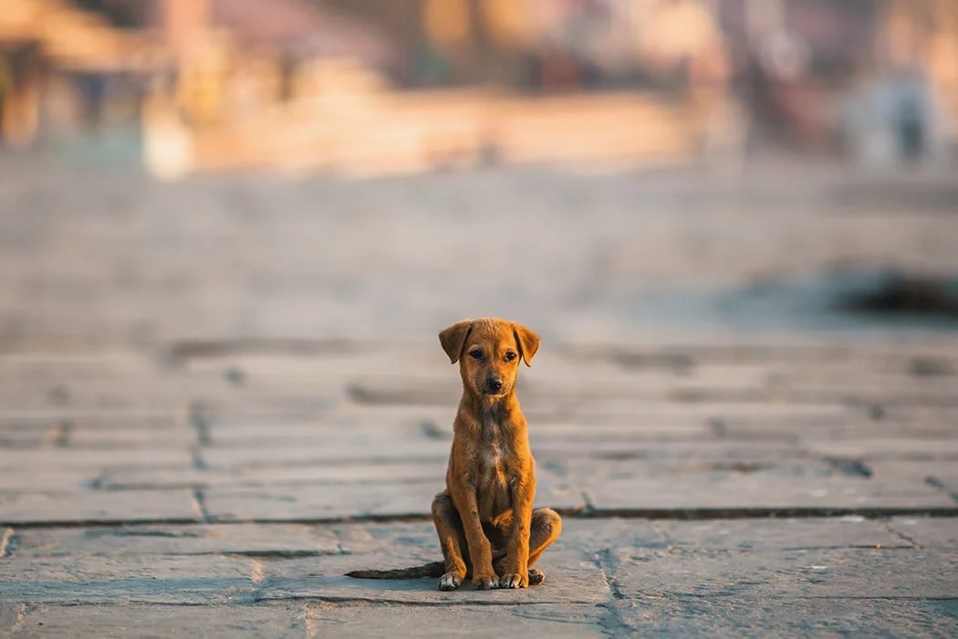 Ghaziabad News: गाजियाबाद में अब Dogs को नहीं आएगा गुस्सा, नगर निगम ने निकाली ये तरकीब