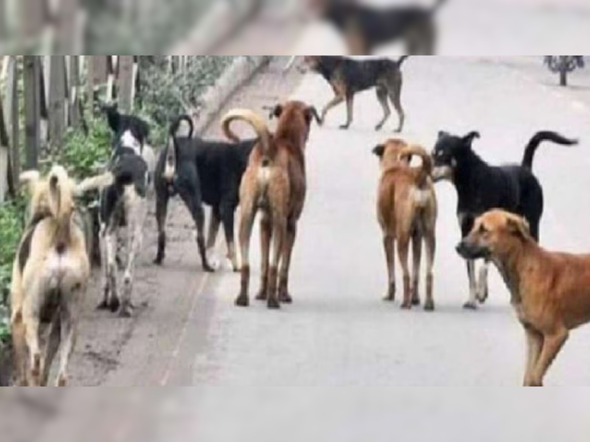 Panipat News: पानीपत में कुत्तों के आतंक जारी, घर से निकलने में डर रहे लोग