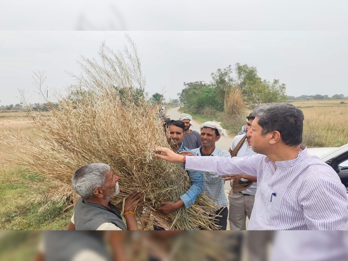 राजाखेड़ा में ओलावृष्टि से खराब हुईं फसलें,विधायक बोहरा ने अधिकारियों संग लिया जायजा