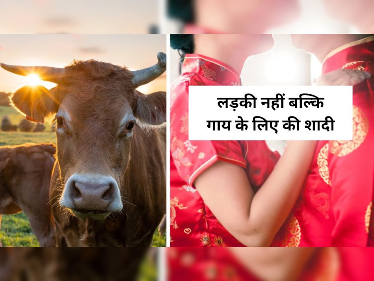 Cow: लड़की नहीं बल्कि उसकी गायों के लिए शादी कर डाली, सामने आया लड़के का चौंकाने वाला 'शौक'