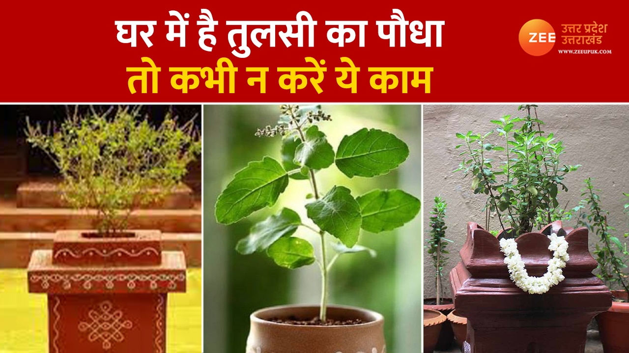 Tulsi Plant vastu tips for home in hindi doing these things with tulsi