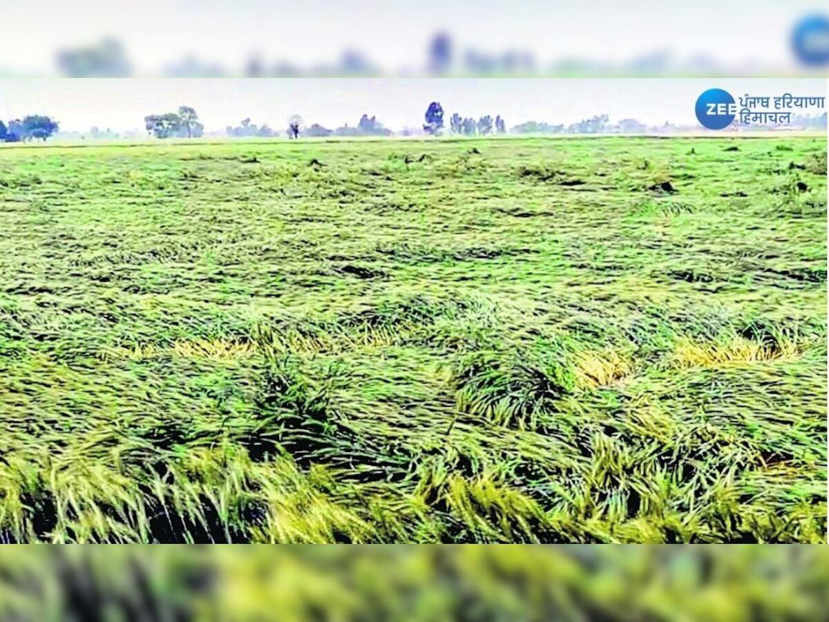 Farmers Upset Due to Rain News: ਭਾਰੀ ਮੀਂਹ ਤੇ ਤੇਜ਼ ਹਵਾਵਾਂ ਕਾਰਨ ਪੱਕੀ ਕਣਕ ਵਿਛੀ, ਕਿਸਾਨਾਂ ਦੇ ਚਿਹਰੇ ਮੁਰਝਾਏ