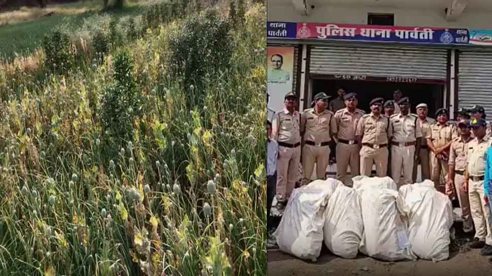 लहसुन के बीच हो रही थी अफीम के खेती, पुलिस ने किए 18 लाख के 6500 पौधे जब्त
