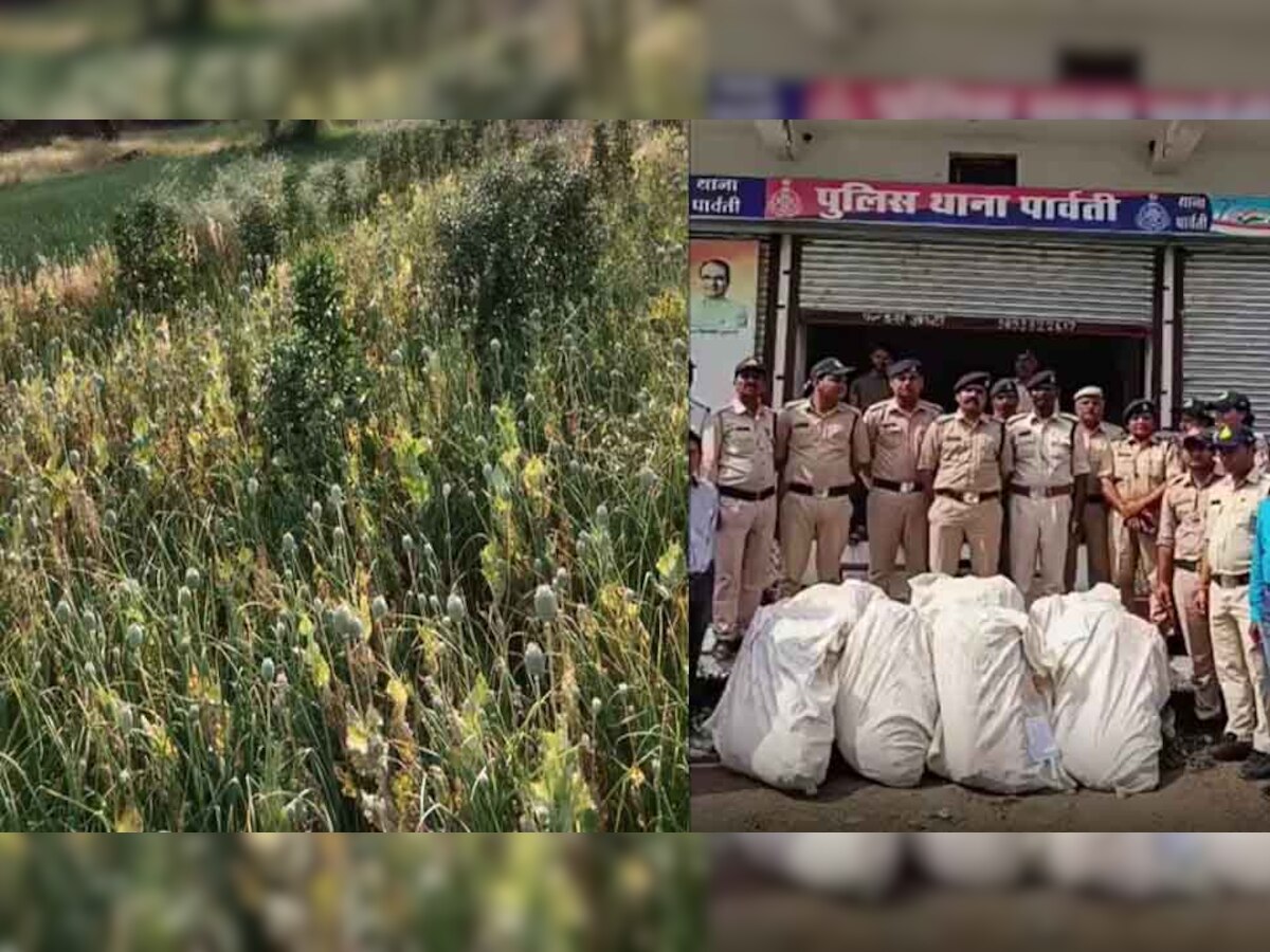 लहसुन के बीच हो रही थी अफीम के खेती, पुलिस ने किए 18 लाख के 6500 पौधे जब्त