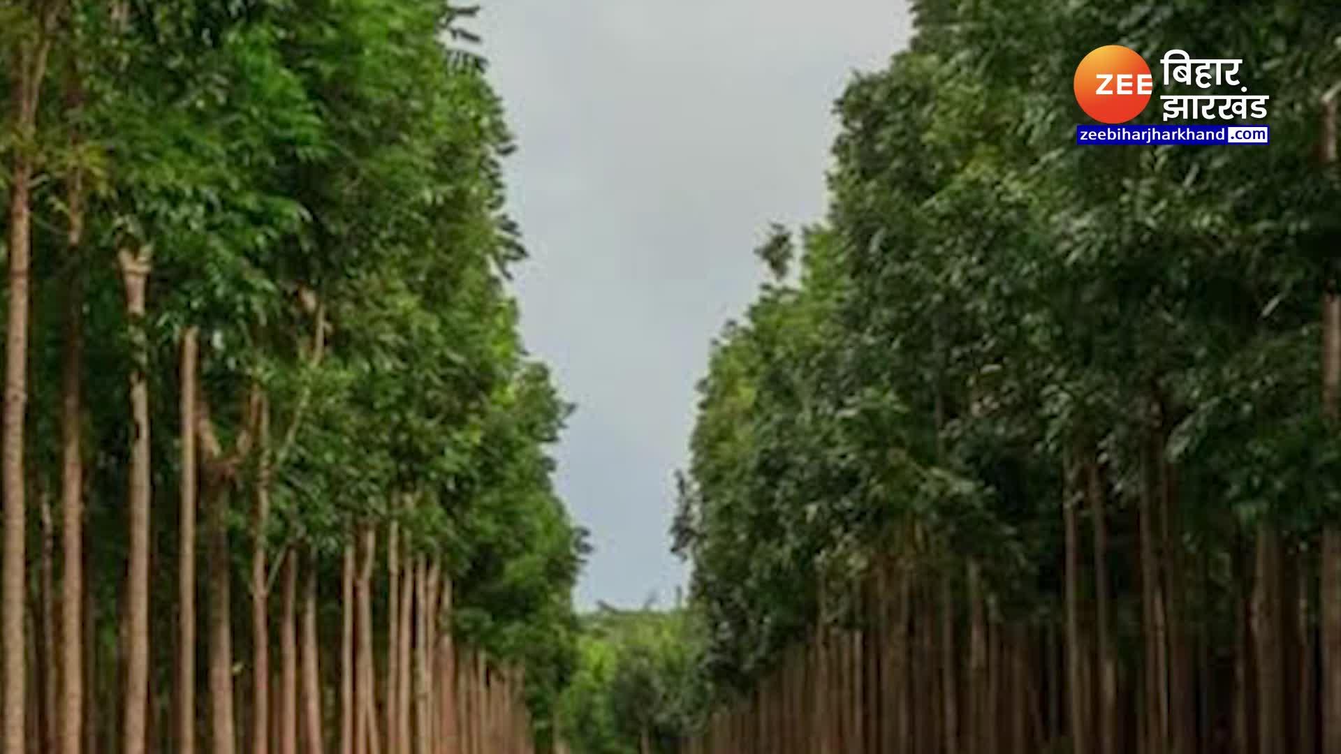 millionaire by planting this tree Mahogany wood plantation most