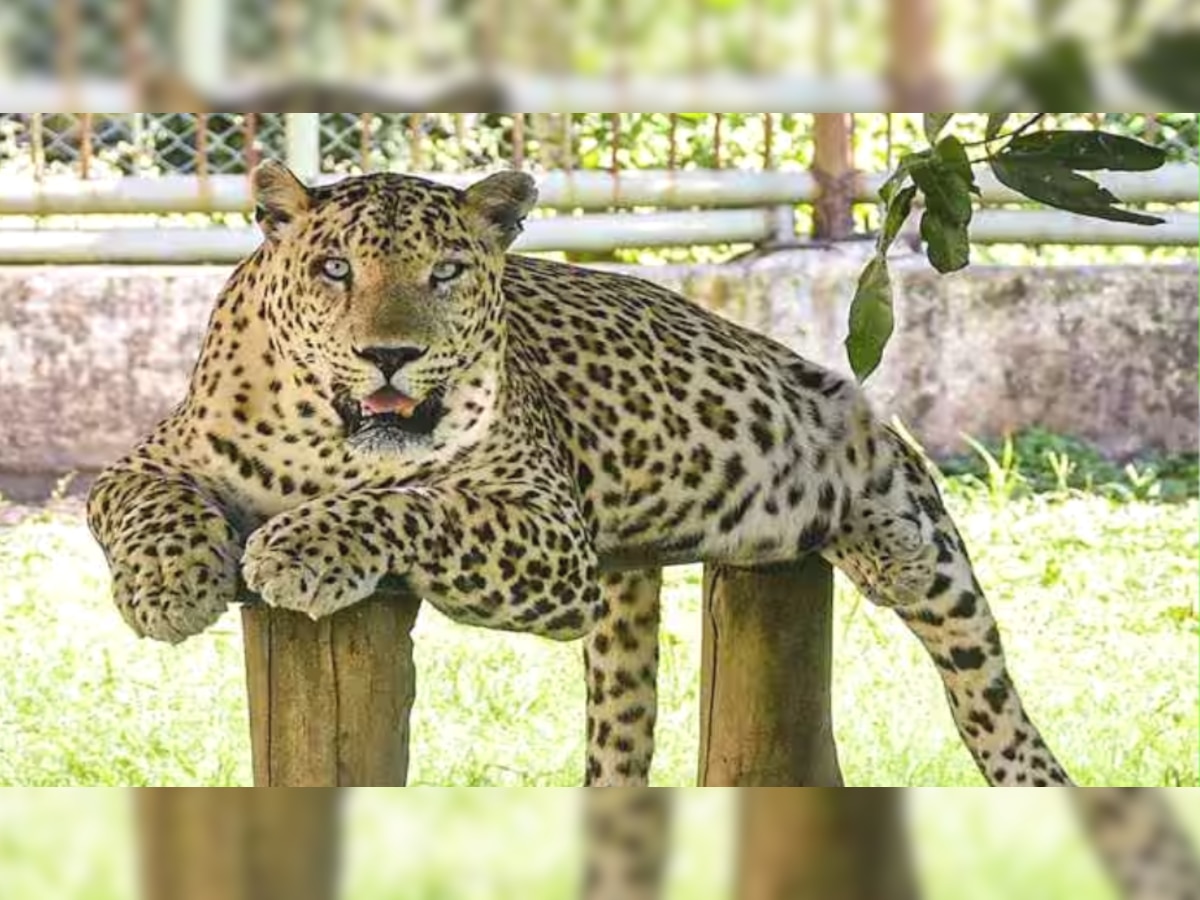 Leopard trapped in fencing