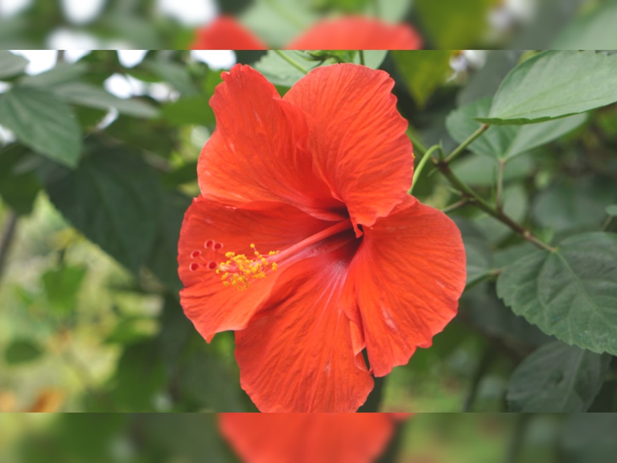 Vastu Tips Of Hibiscus flower