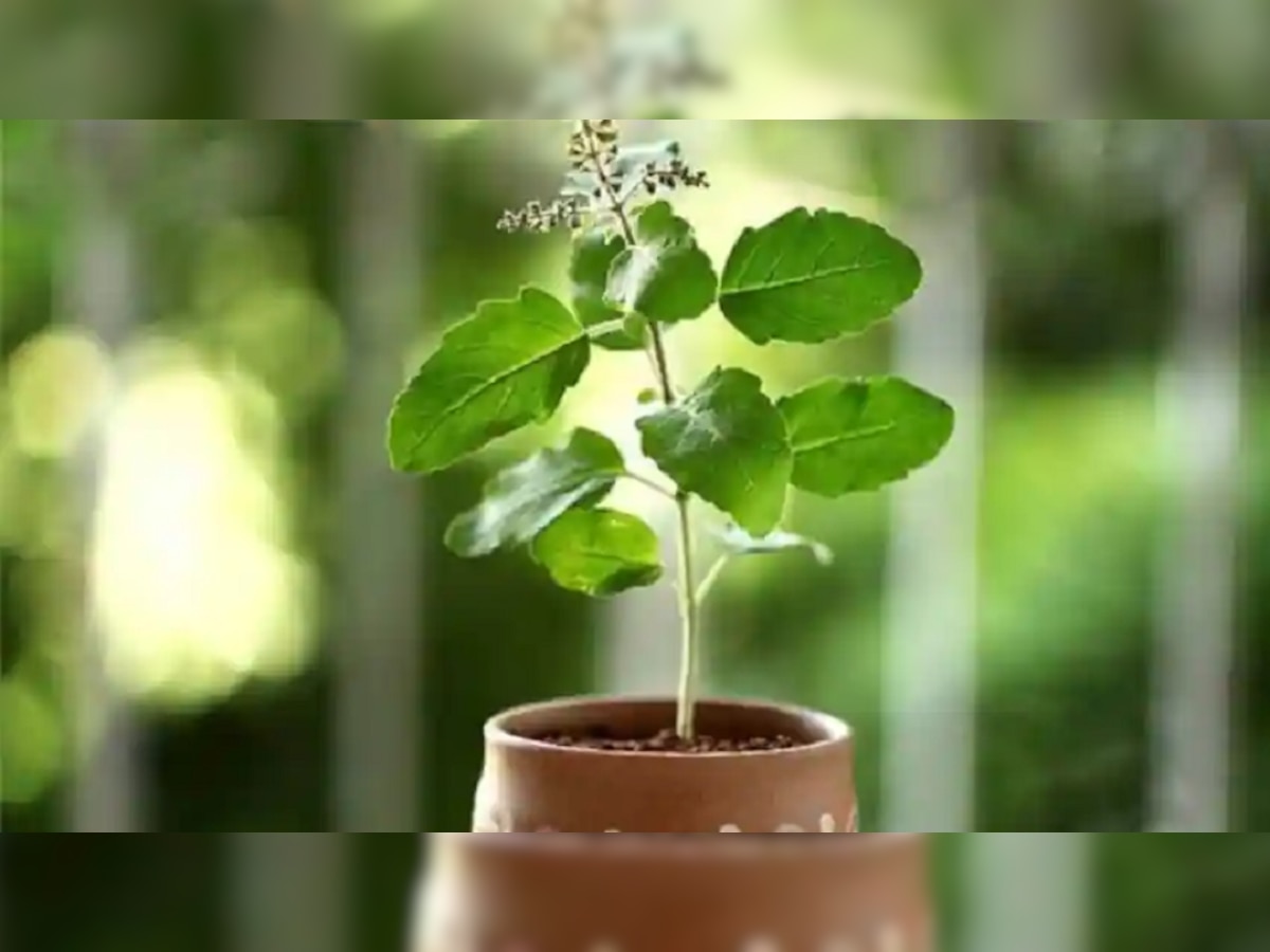 Tulsi Upay: घर में तुलसी का पौधा सूखने पर करें ये उपाय, नहीं नाराज होंगी मां लक्ष्मी 