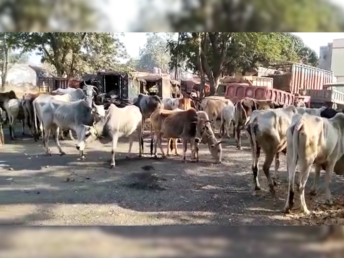 झारखंड सरकार की अनोखी पहल, बीमार और घायल पशुओं को फौरन मिलेगी चिकित्सा, बनेगा मुक्तिधाम