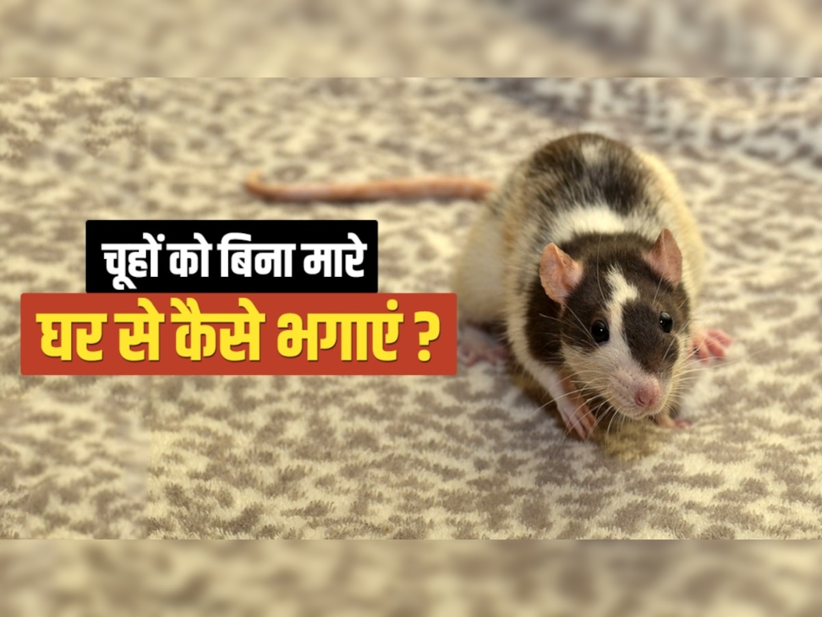 How to Get Rid of Rats at Home: घर पर चूहों के आंतक ने कर रखा है परेशान? ये रामबाण उपाय करेंगे इसका Permanent इलाज