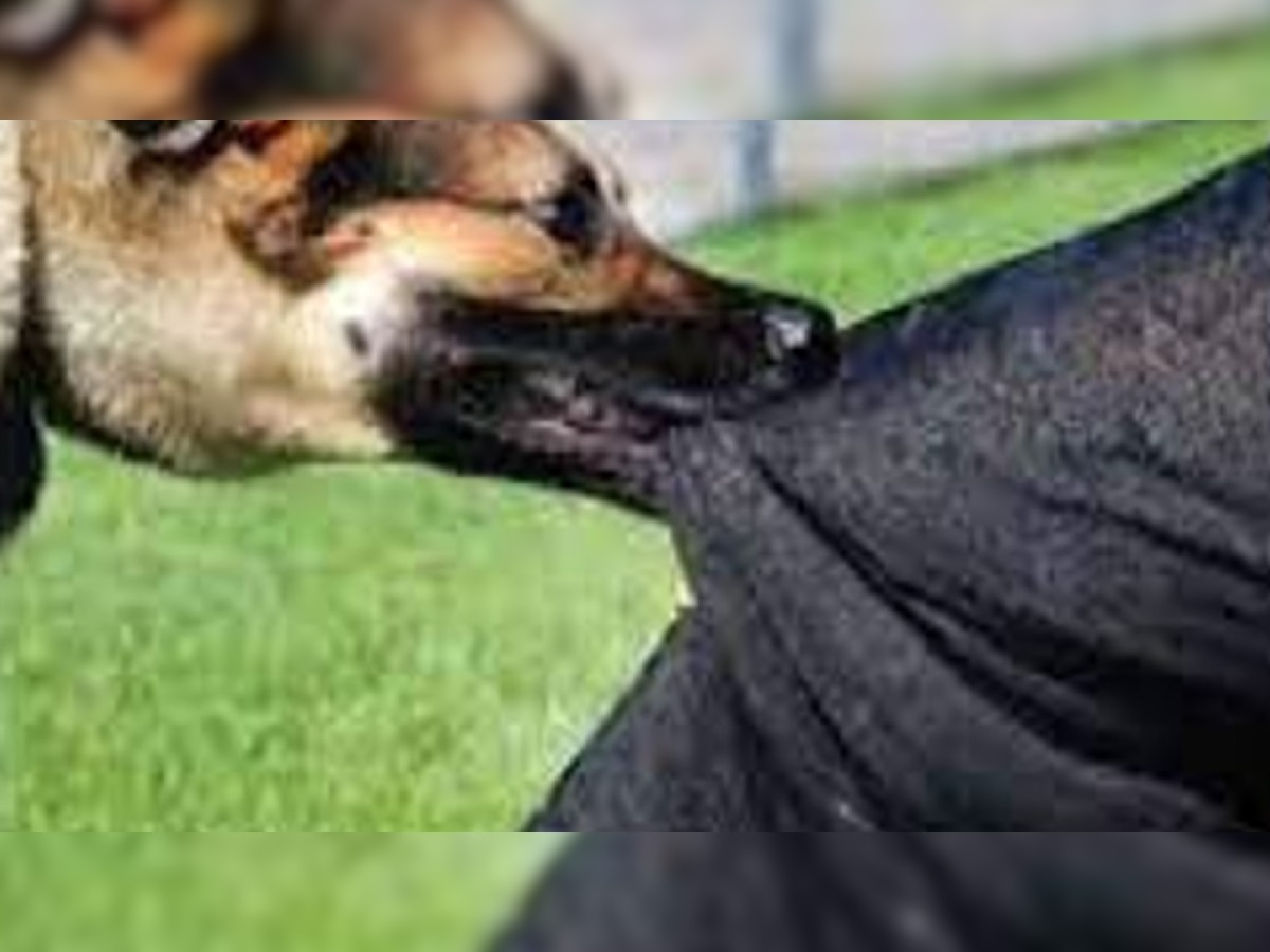 Haryana: बल्लभगढ़ में कुत्तों ने 3 साल की मासूम को नोचा, जिंदगी-मौत के बीच झूल रही 'खुशी'