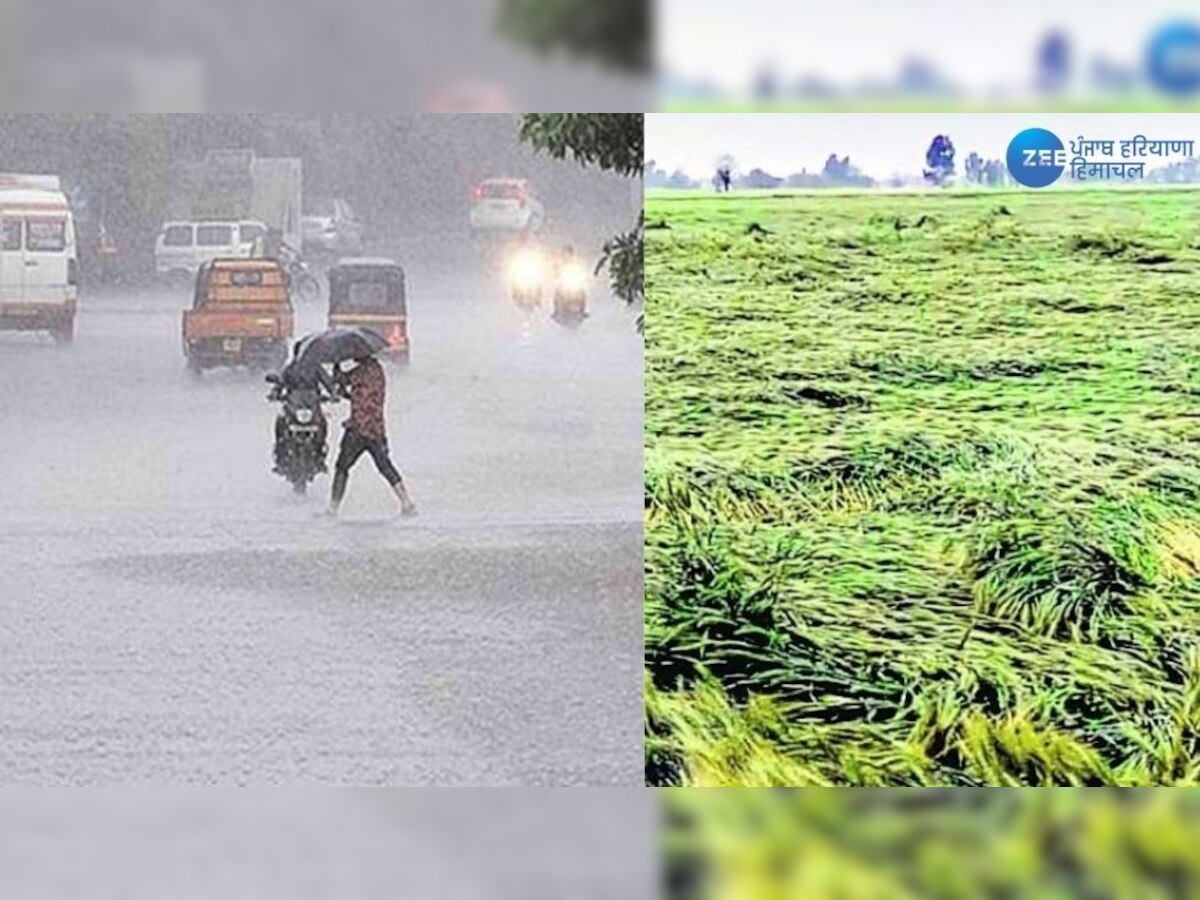 Weather Update News: ਪੰਜਾਬ 'ਚ ਭਾਰੀ ਮੀਂਹ ਤੇ ਗੜੇਮਾਰੀ ਕਾਰਨ ਕਿਸਾਨਾਂ ਦੇ ਚਿਹਰੇ ਮੁਰਝਾਏ