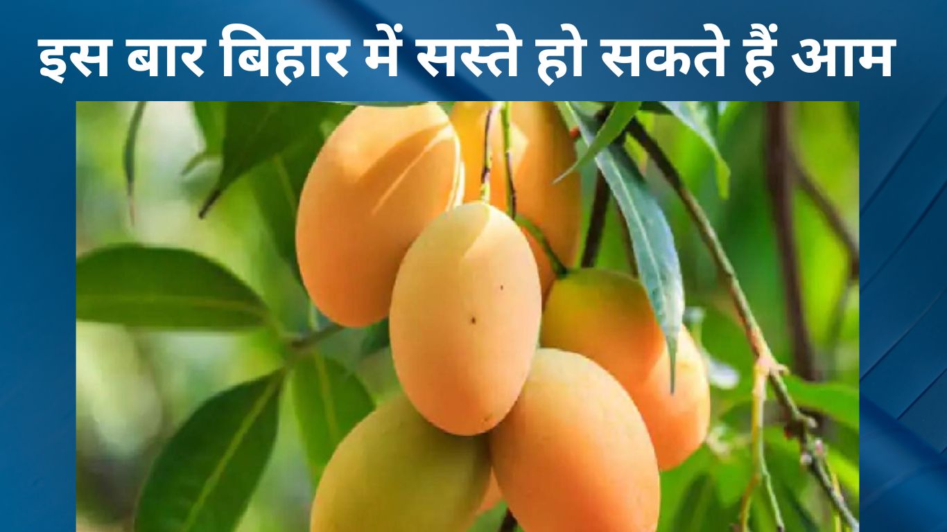 Mangoes can be very cheap this time in Bihar Gulab Khas and Malda can