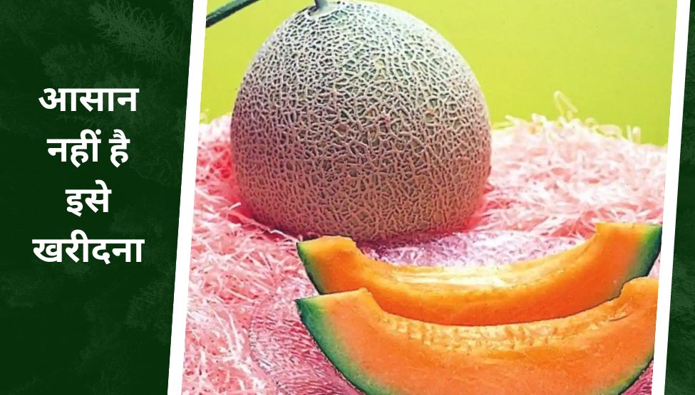 yubari melon most expensive fruit on benefit for health and