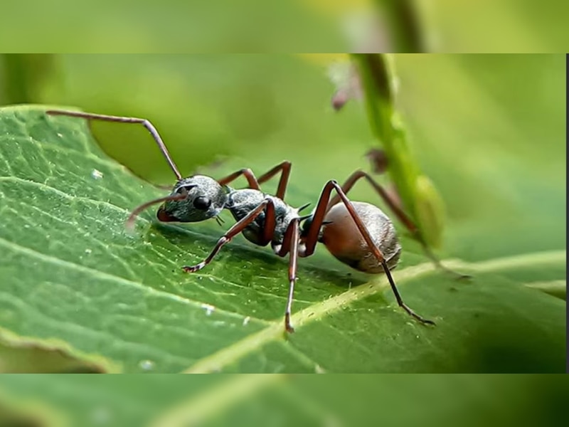 Interesting Facts: ପିମ୍ପୁଡ଼ି ପ୍ରତିଦିନ ୨୫୦ ଥର ଢୋଳାଇଥାନ୍ତି! କରନ୍ତି କଠିନ ...