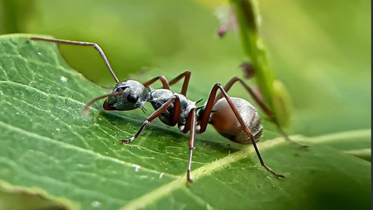Pooran Insect Image Interesting Facts: ପିମ୍ପୁଡ଼ି ପ୍ରତିଦିନ ୨୫୦ ଥର ଢୋଳାଇଥାନ୍ତି! କରନ୍ତି କଠିନ ...