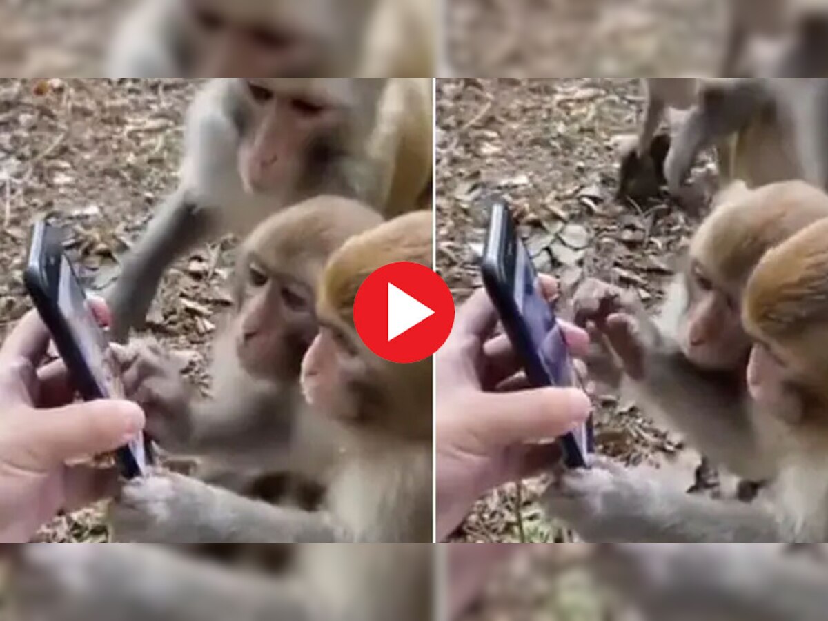 Video: बच्चे को अकेला पाकर ममता से भर गए बंदर, मासूम के माथे पर करने लगे किस, फिर...