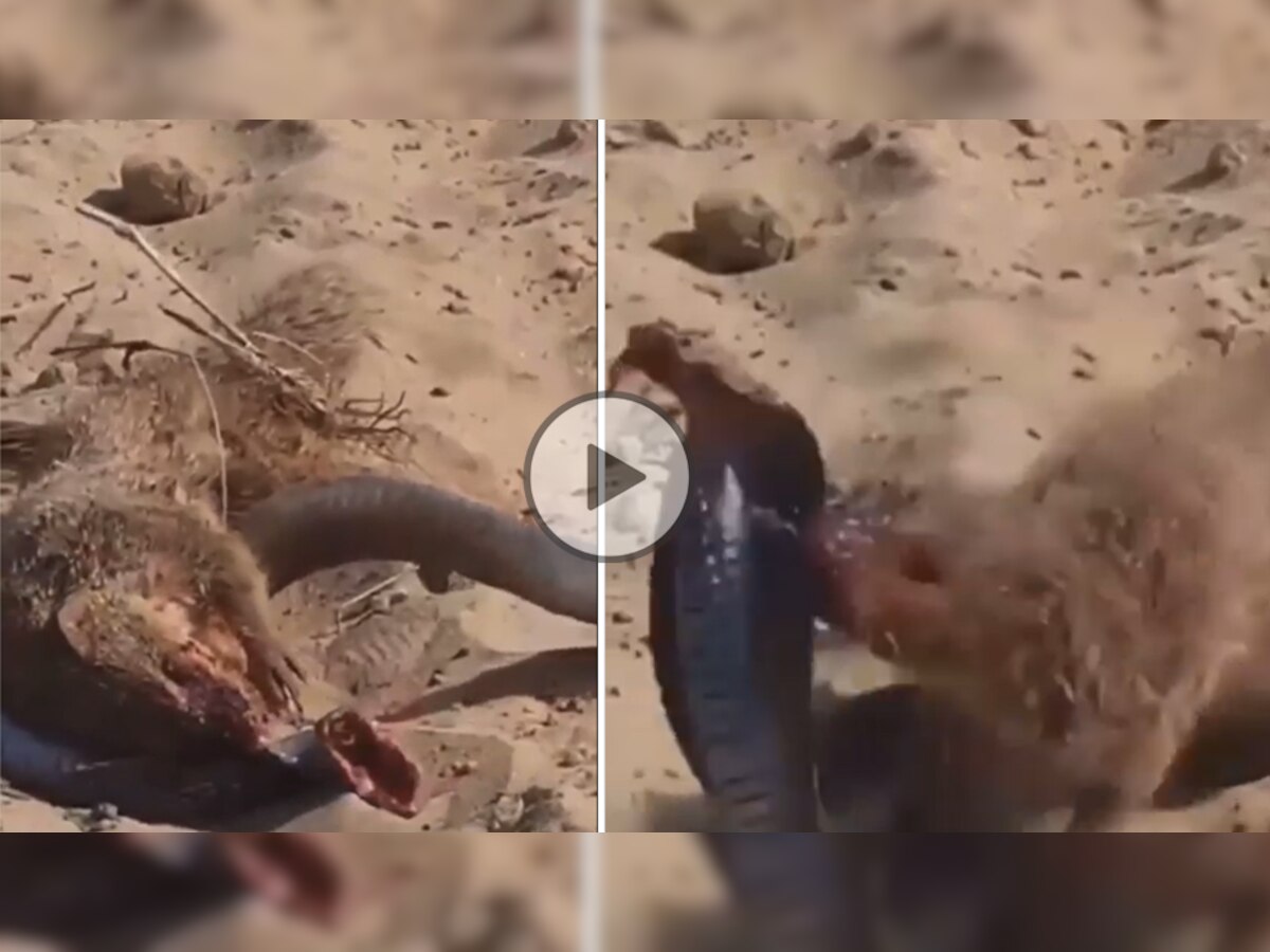 Mongoose Snake Fight Video
