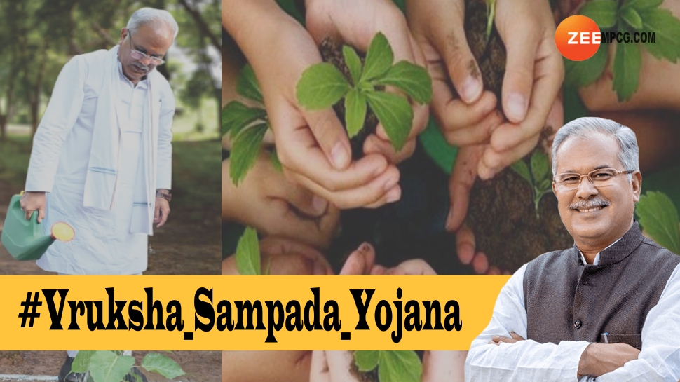 Vriksh Sampada Yojana: छत्तीसगढ़िया हो जाएंगे मालामाल! ऐसे मिलेगा CM बघेल के वृक्ष संपदा योजना का लाभ