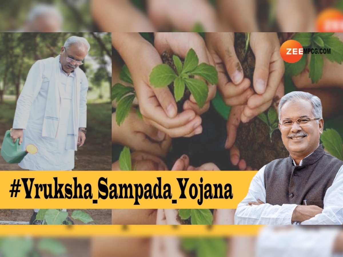 Vriksh Sampada Yojana: छत्तीसगढ़िया हो जाएंगे मालामाल! ऐसे मिलेगा CM बघेल के वृक्ष संपदा योजना का लाभ