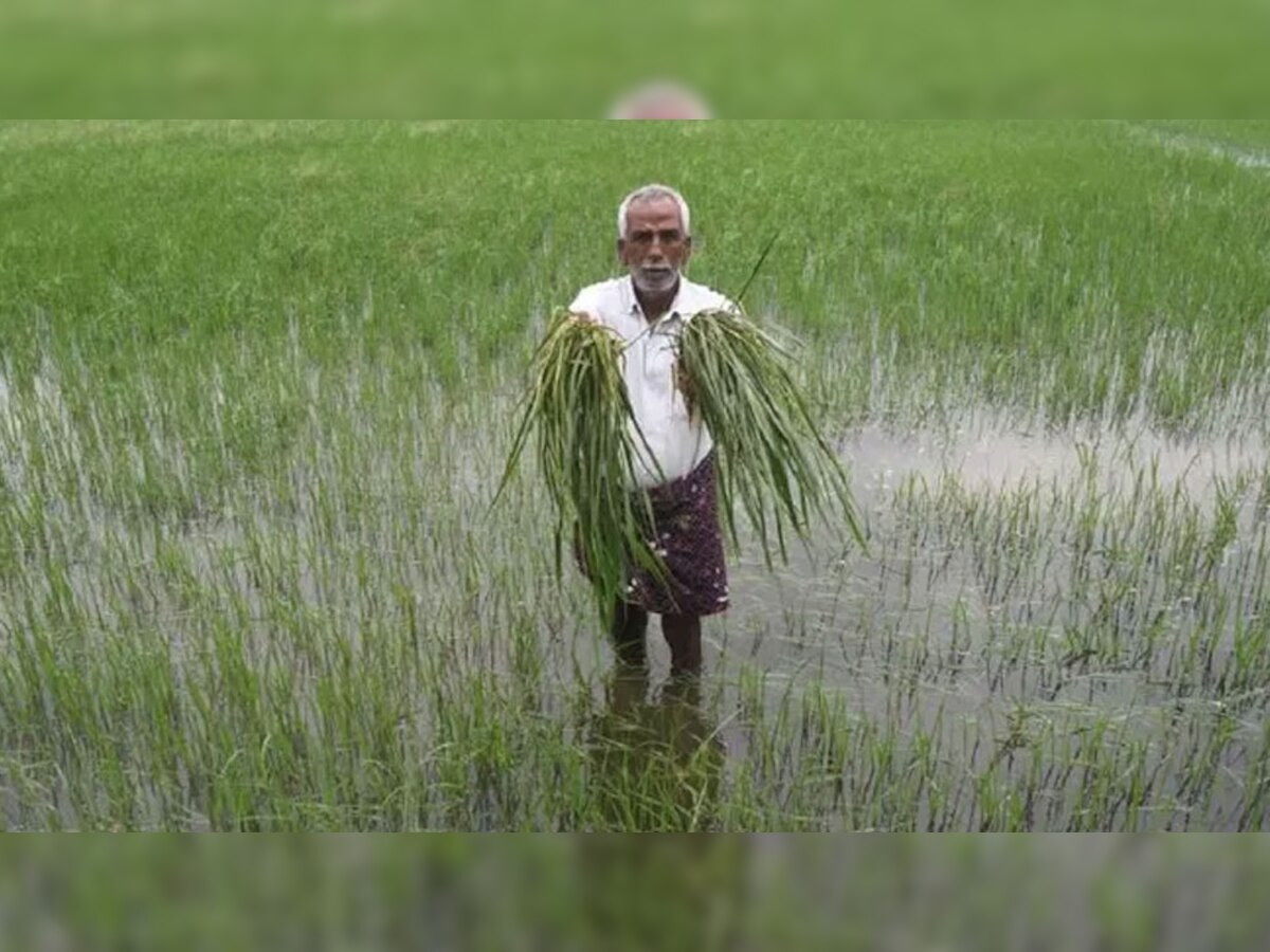 Unseasonal Rains: बेमौसम बार‍िश के बीच सरकार ने क‍िसानों को दी खुशखबरी! केंद्रीय मंत्री ने क‍िया यह ऐलान