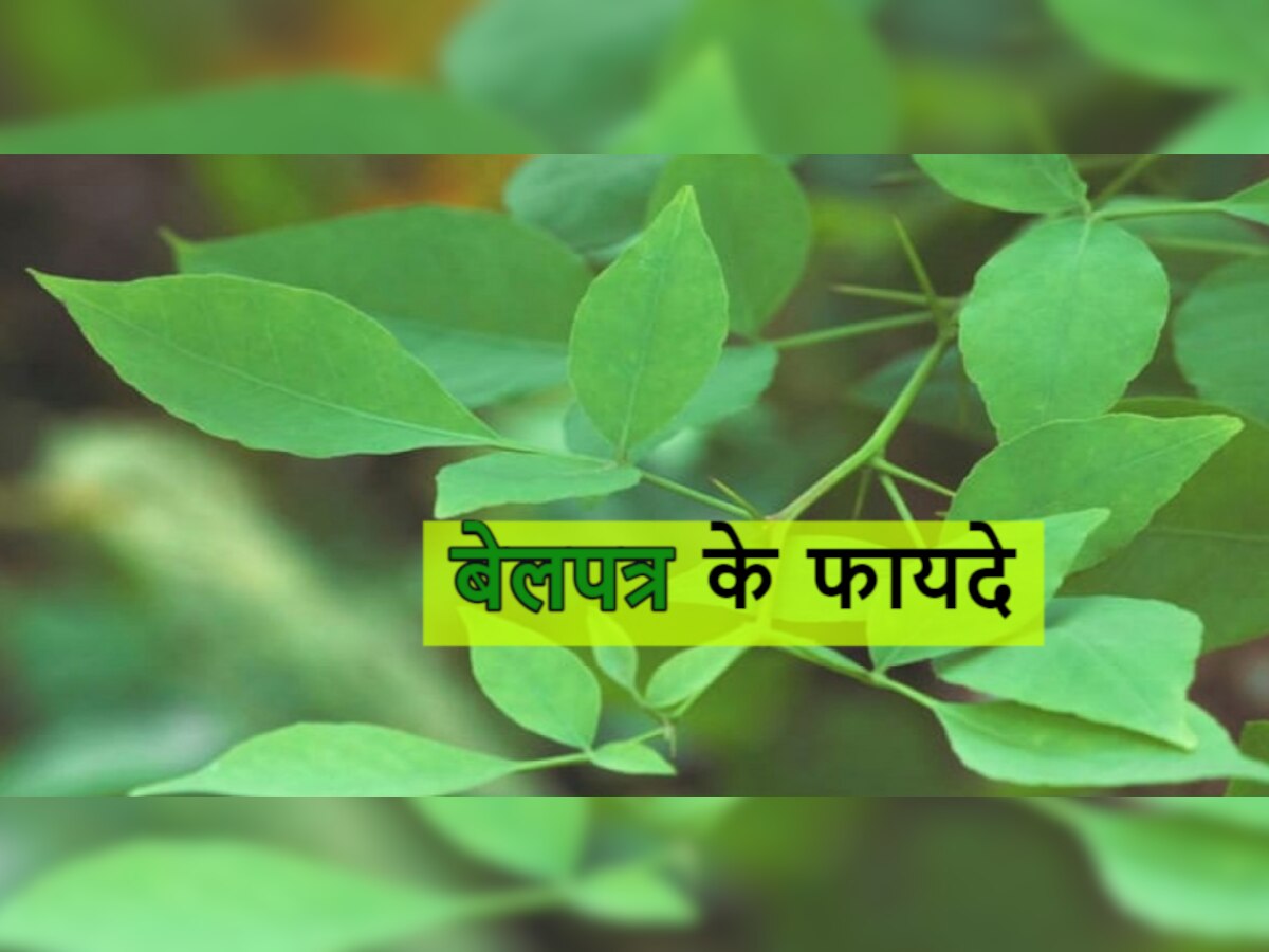 Healthy Leaf: एंटीऑक्सीडेंट गुणों से भरपूर है भगवान शिव को चढ़ने वाला 'बेलपत्र', कई बीमारियों को झट से करता है दूर