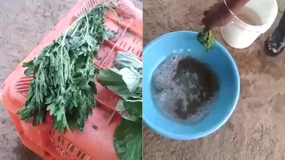 सब्जी को कैमिकल में डुबोते ही हो गई ताजी, देखें हैरान करने वाला Video सब्जी को कैमिकल में डुबोते ही हो गई ताजी, देखें हैरान करने वाला Video