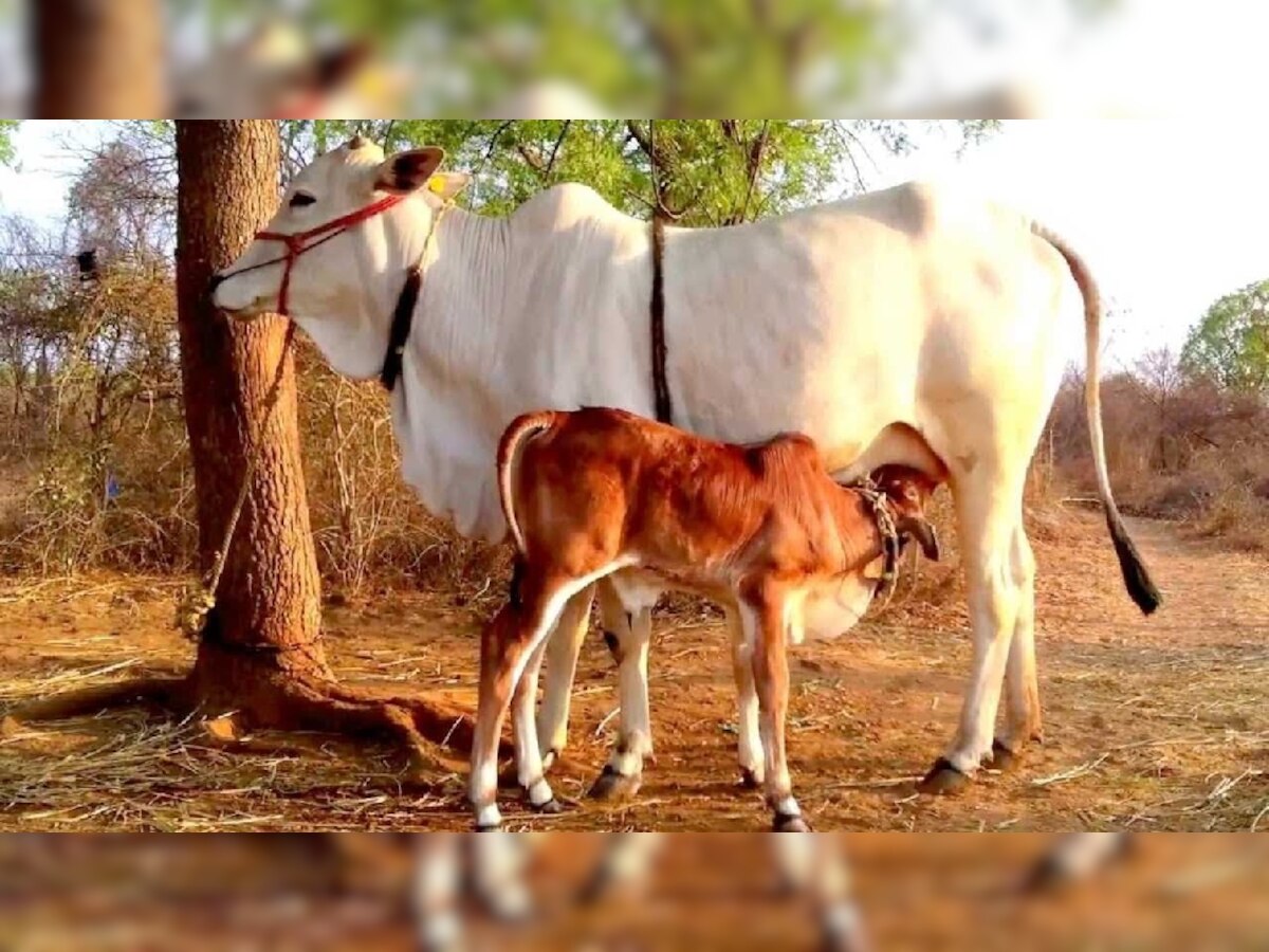 मध्य प्रदेश में पहली बार टेस्ट ट्यूब बेबी को जन्म देंगी गाय, 10 जिलों का हुआ चयन, सागर का नंबर पहला