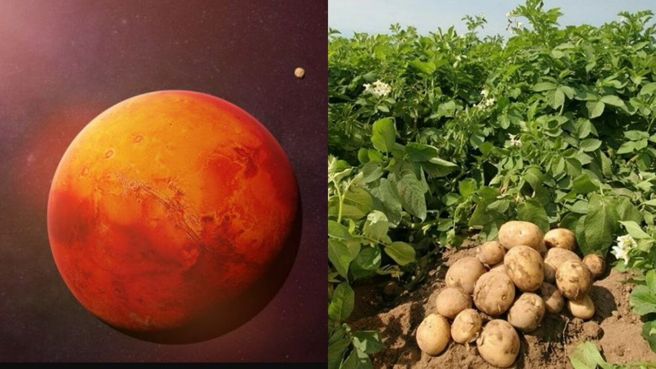 मंगल ग्रह पर &#039;सुपर स्पेस आलू&#039; के भीतर रहेंगे इंसान, जानें कैसे बनेंगे सब्जी से ईंट और घर
