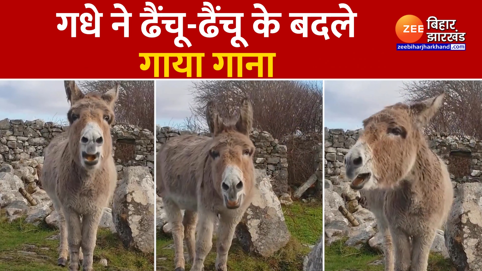 Donkey Viral Video : गधे की है सुरीली आवाज, ढैंचू-ढैंचू के बदले गाता है  जबरदस्त गाना
