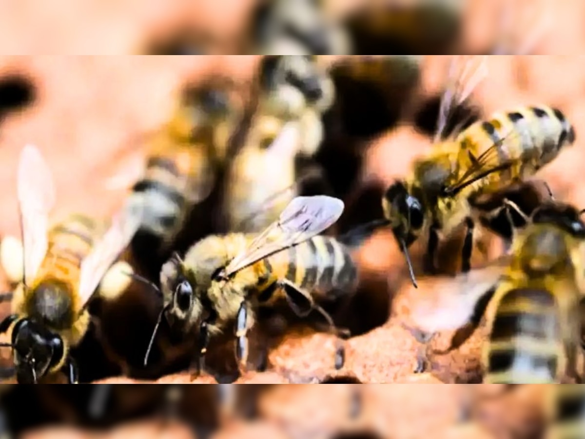 Dozen Injured in Attack of Bees in Bhandara