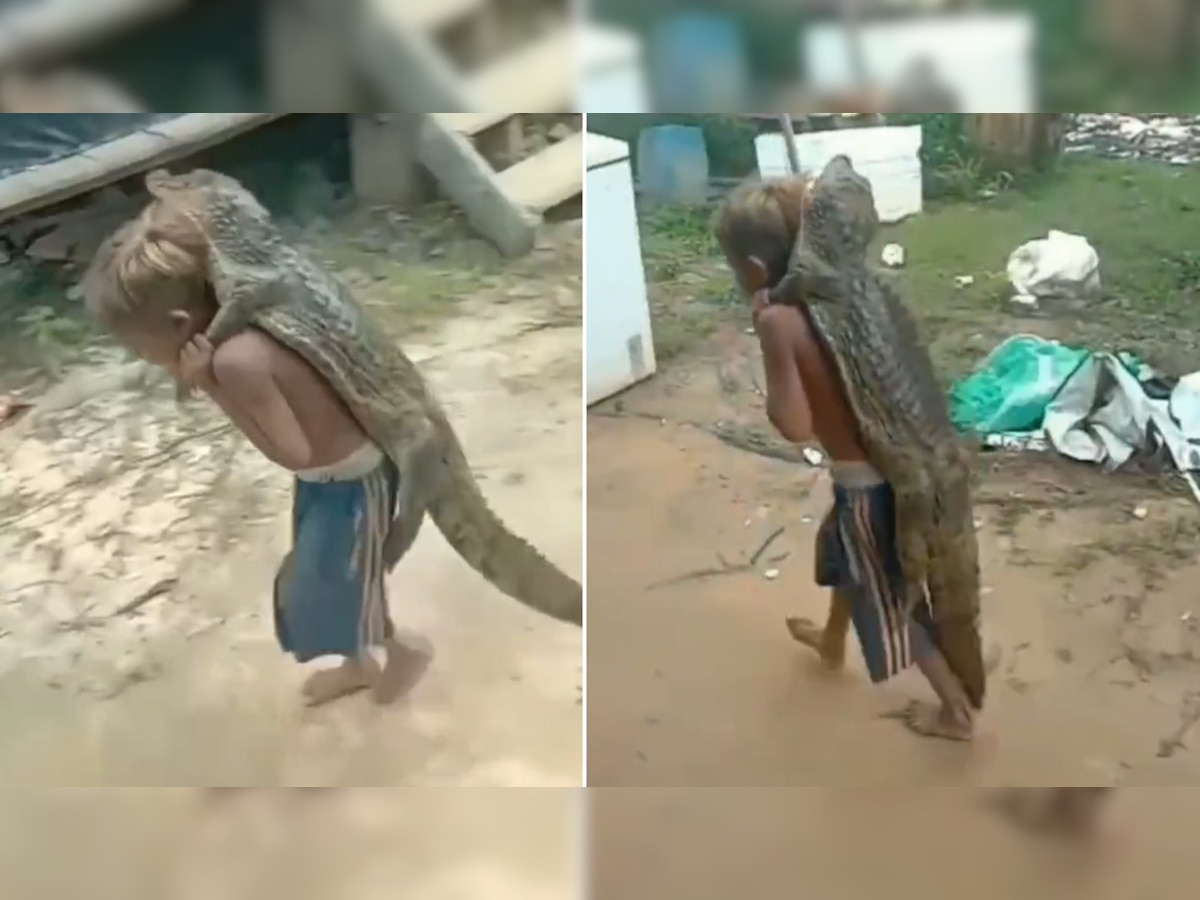 Crocodile Video: मगरमच्छ को पीठ पर लादकर निकला सड़क पर घूमने, जिसने भी बच्चे को देखा खड़े हो गए रोंगटे