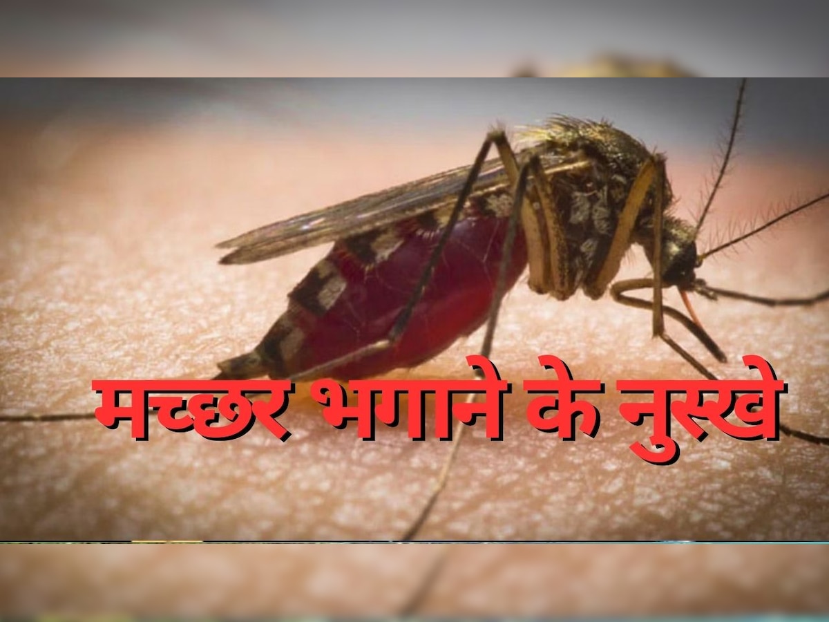 Machchar Bhagane ke Upay: मच्छरों की भिन-भिन ने कर रखा है परेशान? आजमा लें ये 4 घरेलू उपाय, घर से पूरी तरह हो जाएंगे साफ