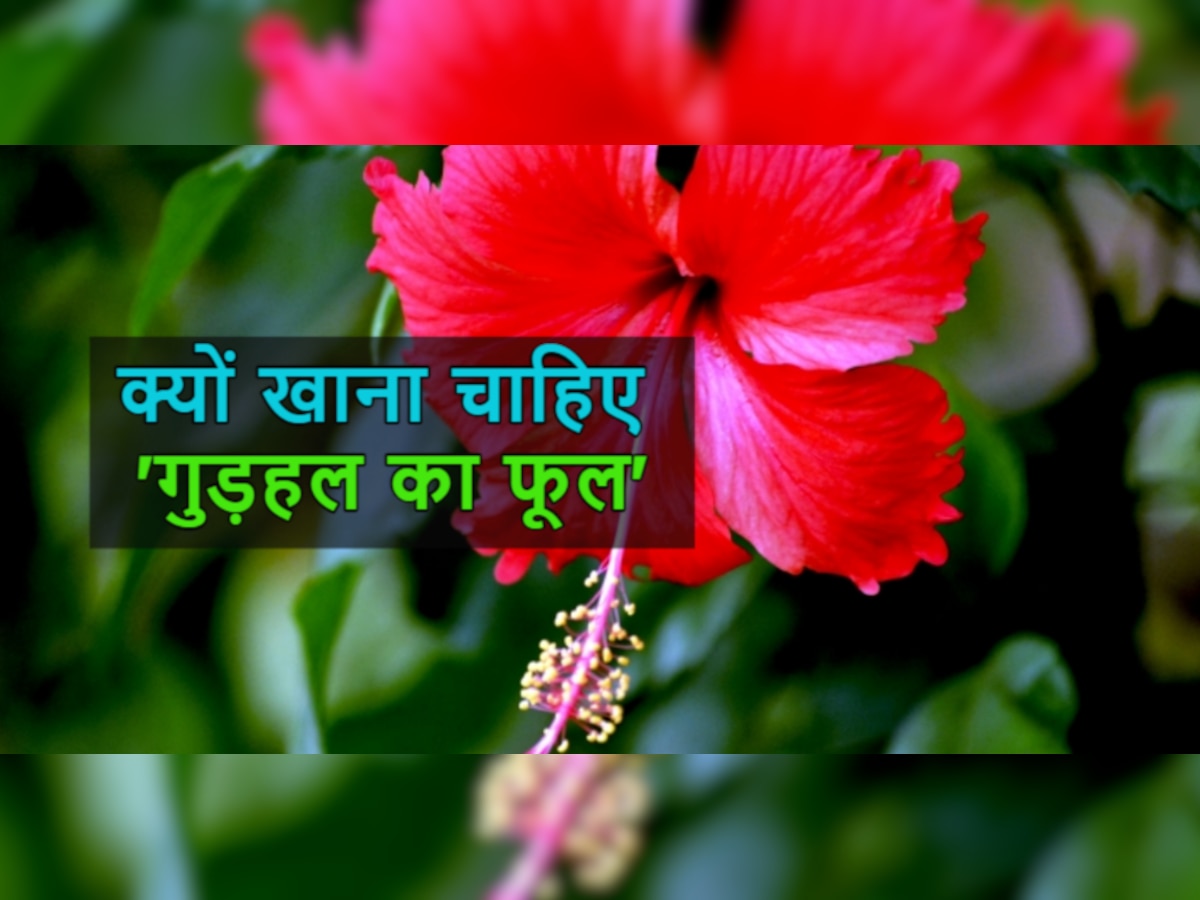 Hibiscus Benefits: देवी दुर्गा का मनपसंद गुड़हल फूल है हेल्थ के लिए भी फायदेमंद, स्टडी में हुआ साबित