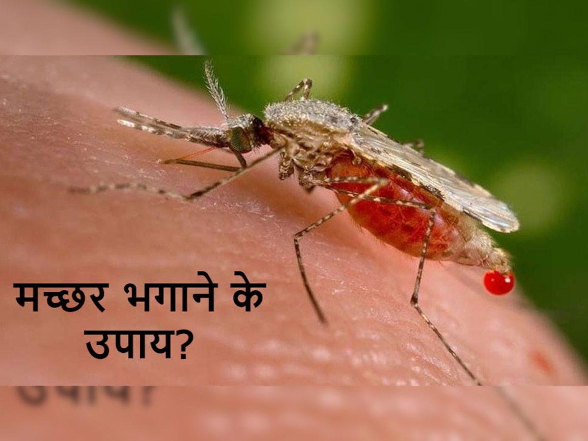 Mosquito Sound: मच्छर काटने से ज्यादा इनका भिनभिना करता है परेशान? नींद के दुश्मन को इस तरह भगाएं