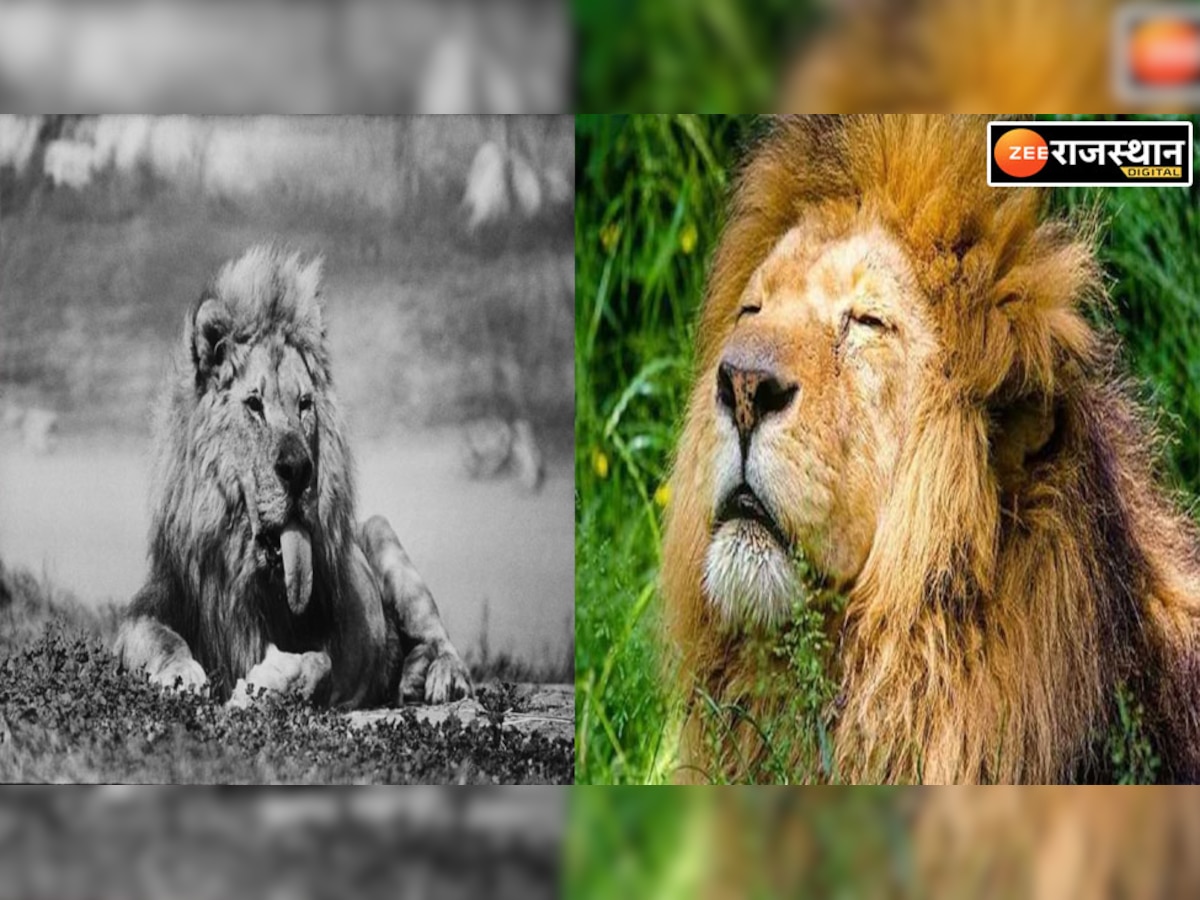 Do you Know बूढ़ा होने पर सुसाइड क्यों कर लेता है शेर, जानें कैसा होता है जंगल के राजा का बुढ़ापा