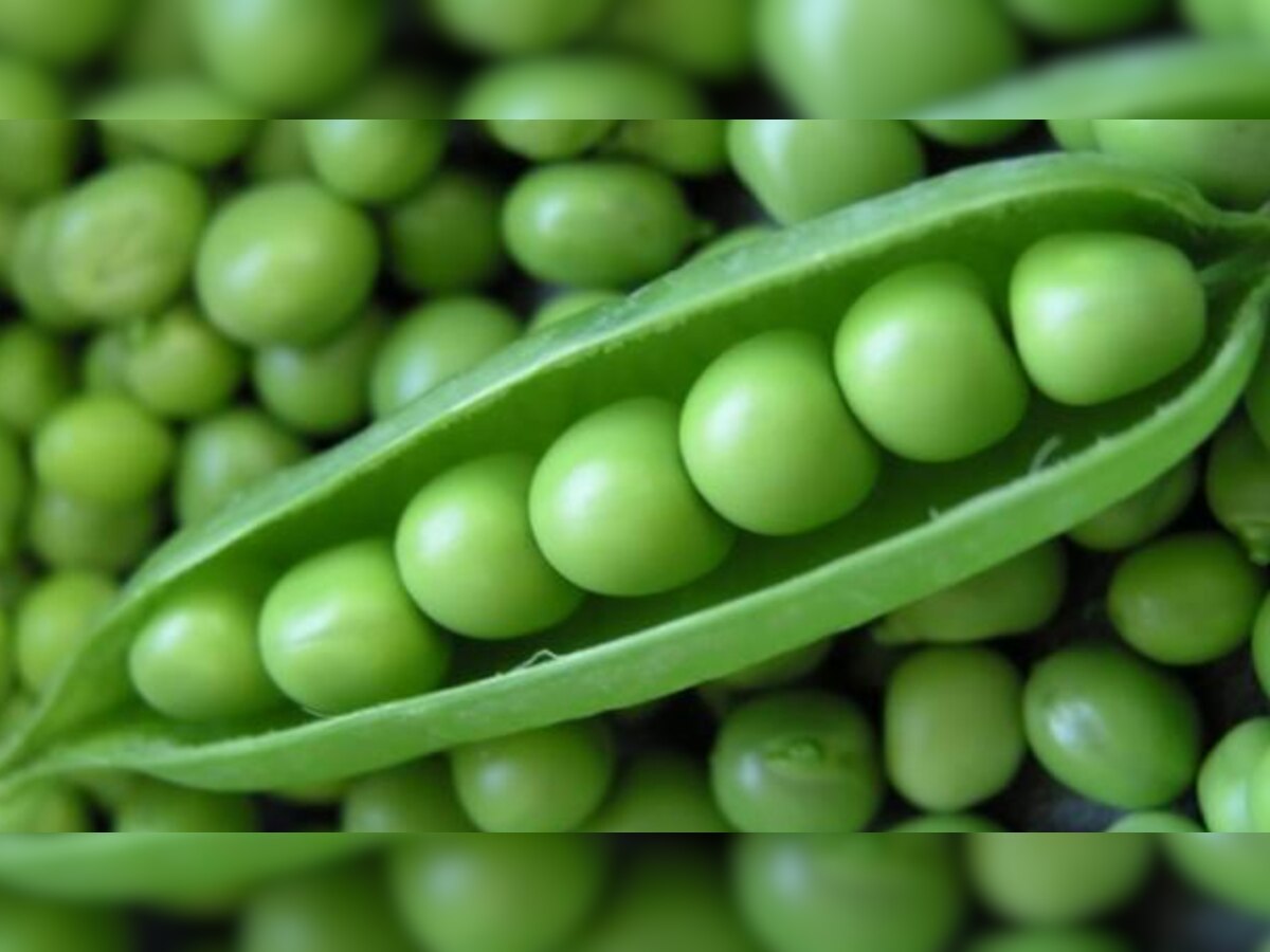 Eating Peas Benefits: सेहत के लिए फाएदेमंद है हरी मटर का सेवन, कई बीमारियों से आपको रखता है दूर!