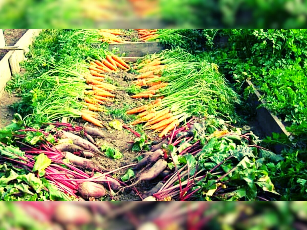 Chhattisgarh Kitchen Garden Scheme