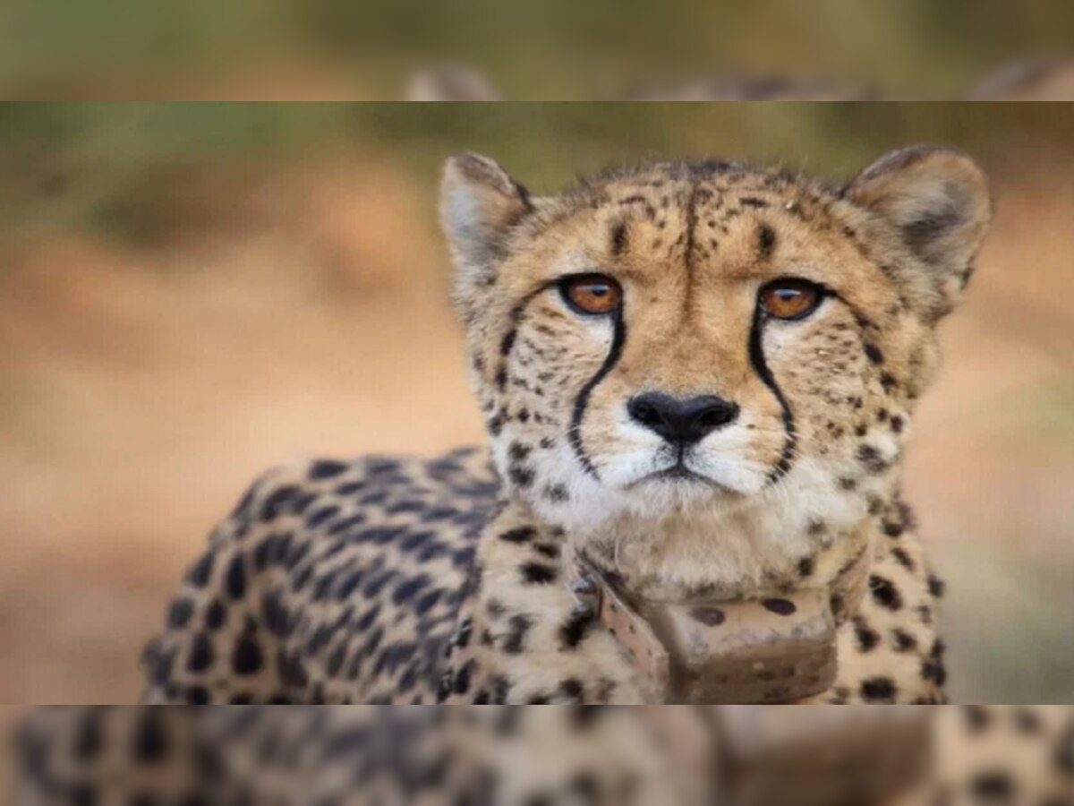 Female Cheetah Sasha From Namibia Died