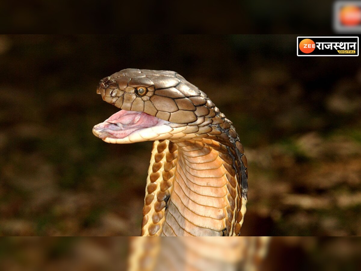 हनुमानगढ़ SP के घर में घुसा किंग कोबरा, नहीं आया सपेरे के हाथ तो बुलाना पड़ा 'गुरु', ऐसे छूटे पसीने