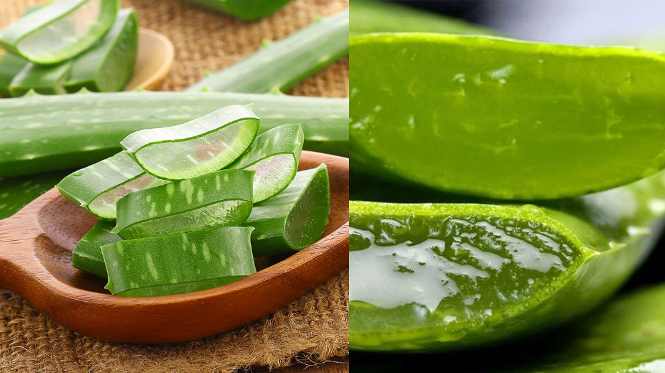 Aloevera Benefits use aloevera for glowing skin also it help in tanning ...