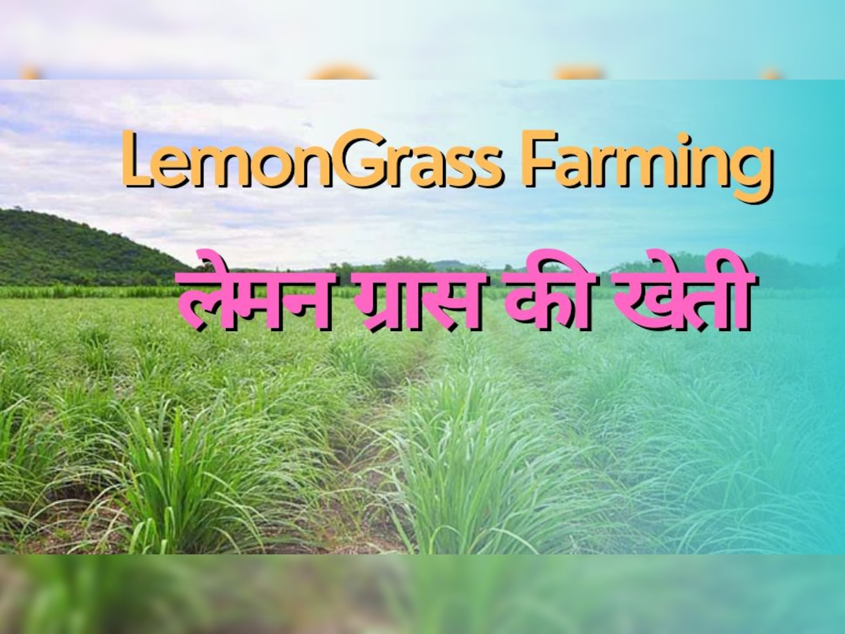 Business Idea: लेमन ग्रास की खेती पर करना पड़ेगा महज 25 हजार रुपये खर्चा, होगा 5 लाख रुपये का तगड़ा मुनाफा 