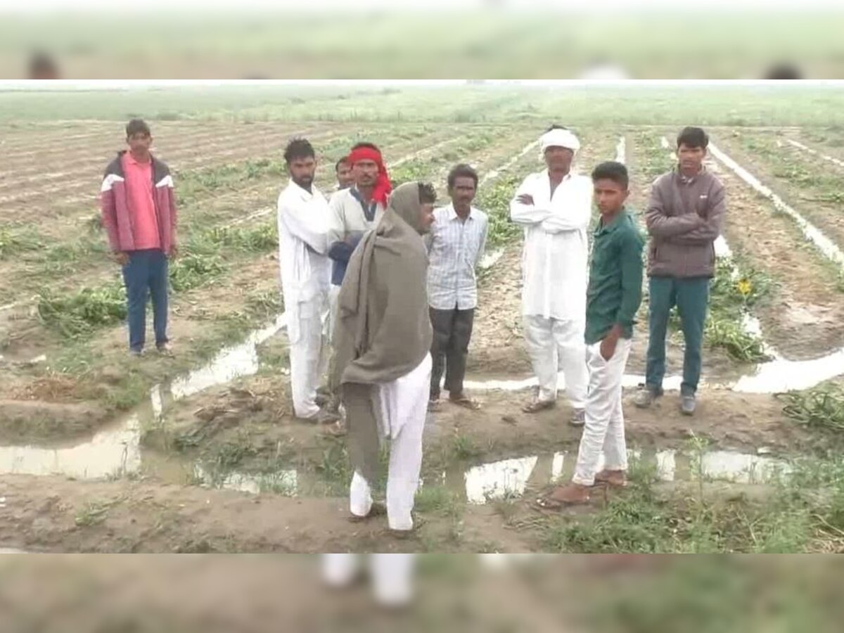 Sirsa: इन किसानों को ही मिलेगा बेमौसम बारिश से खराब हुई फसलों का मुआवजा 