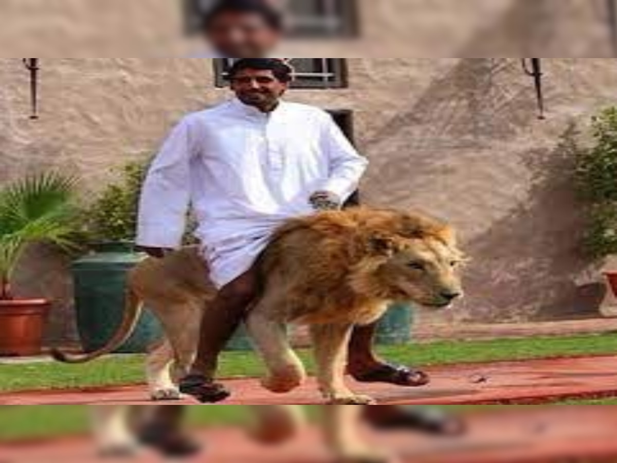Pet lion: इस देश में जंगल से ज्यादा घरों में रहते हैं शेर और चीते, नहीं लगता इनसे किसी को डर
