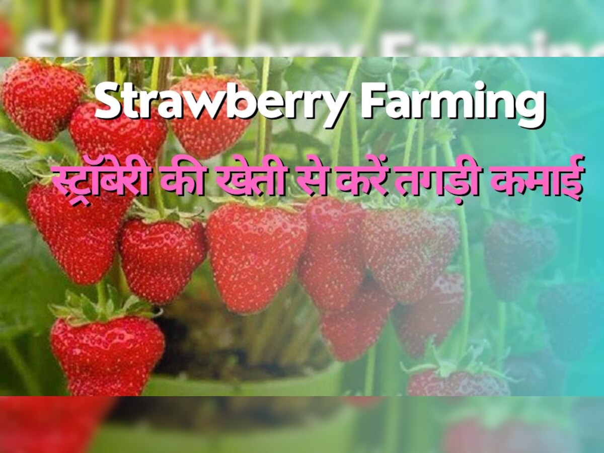 Business Idea: स्ट्रॉबेरी की खेती से हर साल होगा लाखों का मुनाफा, सरकार भी करेगी पूरी सहायता, जानिए कैसे 