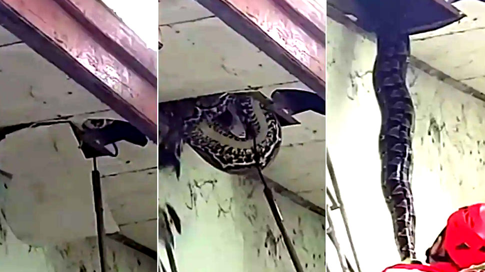 घर की छत की सीलिंग में चुंबक की तरह चिपका पड़ा था भारी-भरकम अजगर, 2-2 आदमी हिला तक न पाए घर की छत की सीलिंग में चुंबक की तरह चिपका पड़ा था भारी-भरकम अजगर, 2-2 आदमी हिला तक न पाए