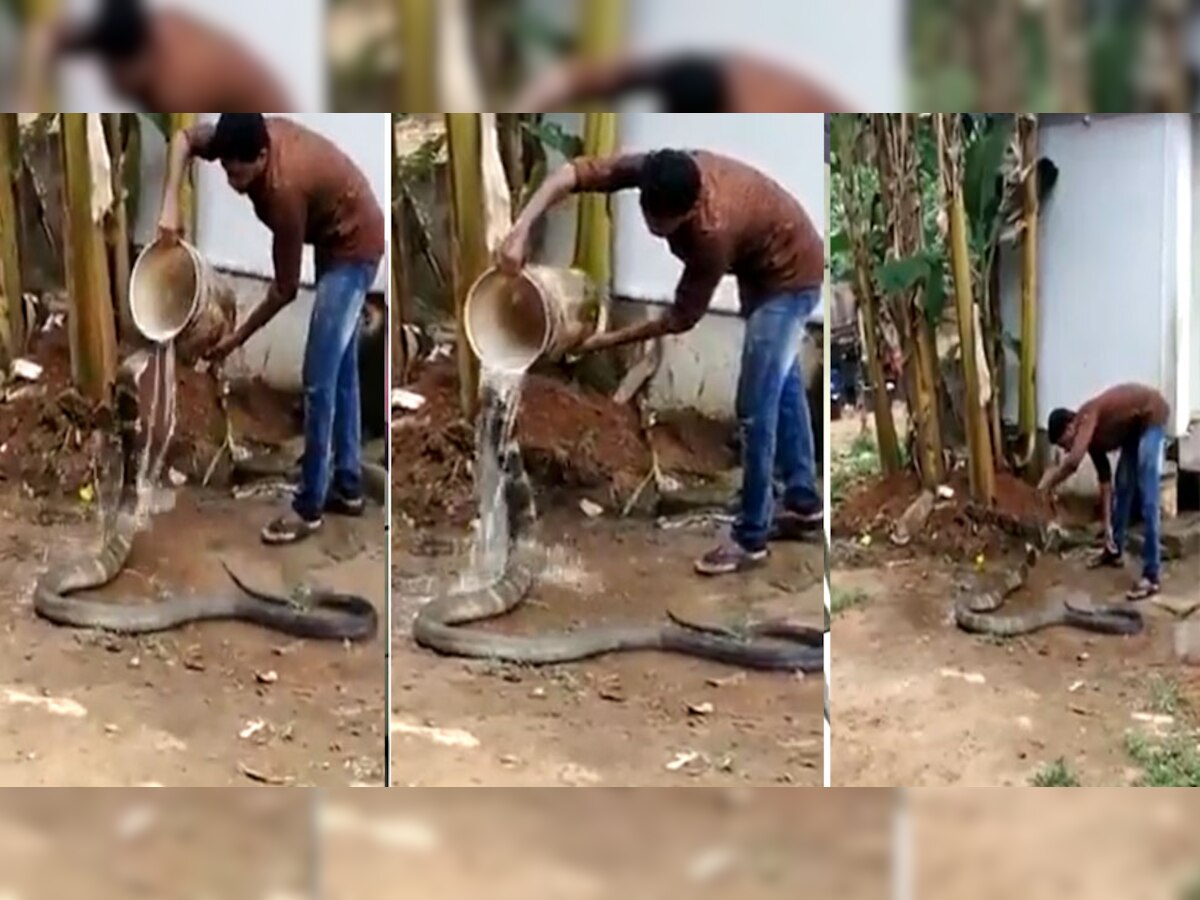 Video: बच्चों की तरह मटक-मटक कर नहा रहा था खतरनाक किंग कोबरा, फिर जो हुआ, नजारा हिला देगा